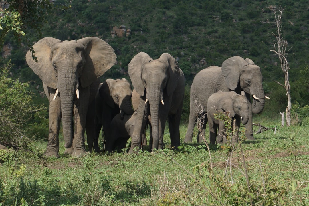 Entdecke die Biodiversität am Malelane Gate im Kruger - R570 | Secret World Trip Planner
