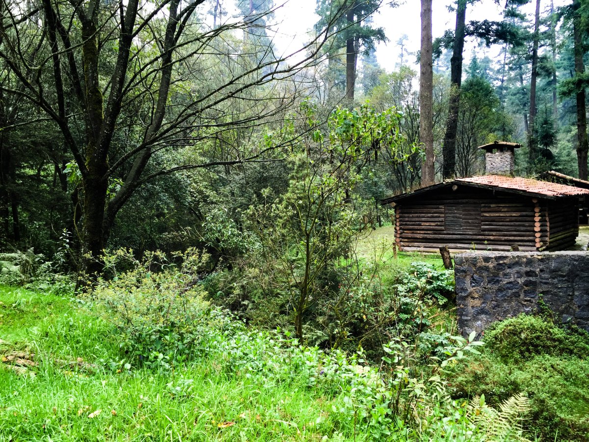 Il Parco Nazionale del Deserto de los Leones: Un'Oasi Nascosta - Delegazione Álvaro Obregón | Secret World Trip Planner