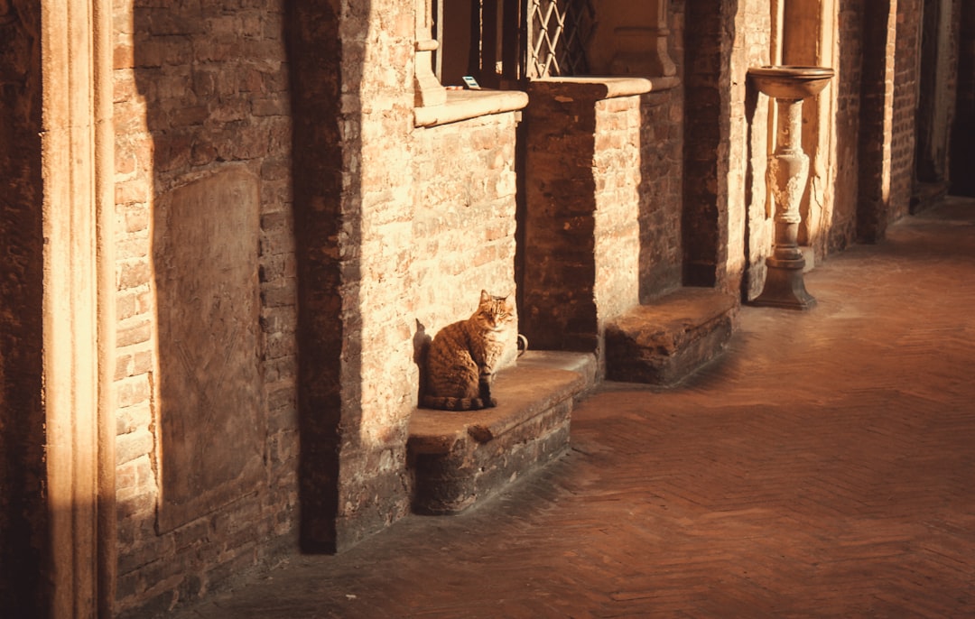Cats Museum di Kotor: gatti e artigiani tra le mura medievali - Trg Gospa od Anđela - Stari Grad 371 | Secret World Trip Planner