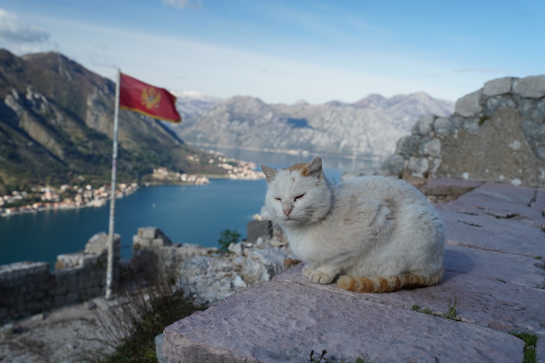 Kotor's Cats Museum: Felines and Artisans in History - Trg Gospa od Anđela - Stari Grad 371 | Secret World Trip Planner