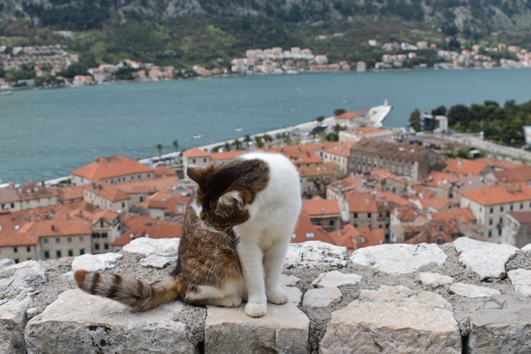 Katzenmuseum in Kotor: Katzen und Handwerker im Mittelalter - Trg Gospa od Anđela - Stari Grad 371 | Secret World Trip Planner