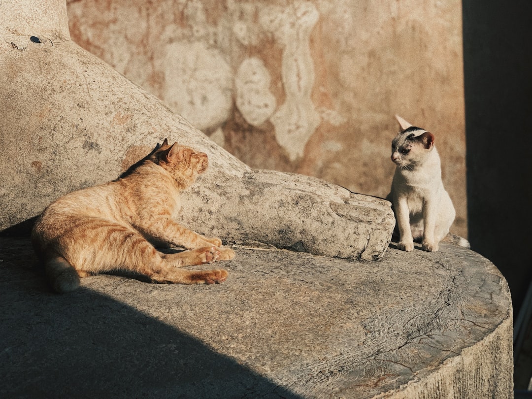 Katzenmuseum in Kotor: Katzen und Handwerker im Mittelalter - Trg Gospa od Anđela - Stari Grad 371 | Secret World Trip Planner