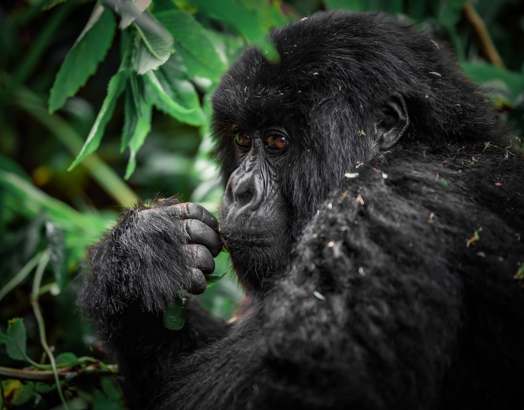 Parque Nacional dos Vulcões: trekking com gorilas em Ruanda - NM 222 Street | Secret World Trip Planner