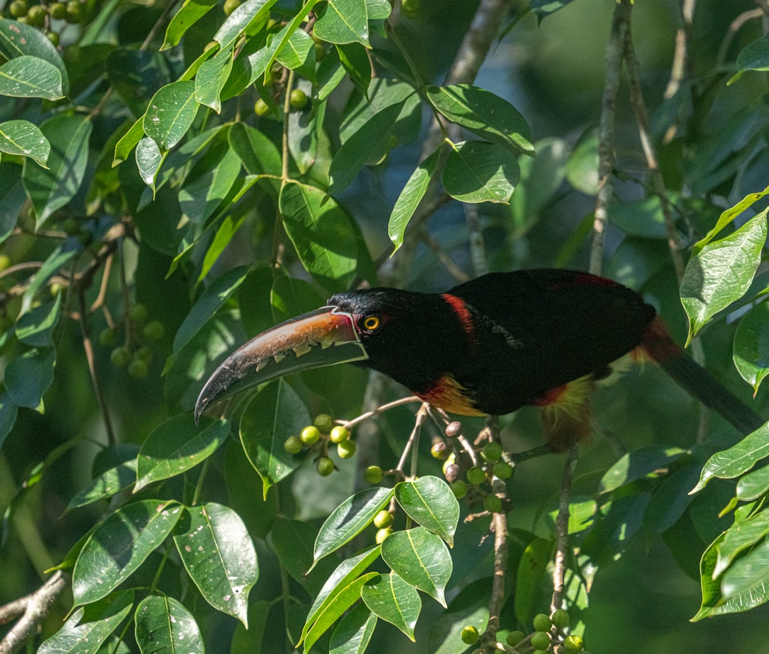 Tikal: selva y pirámides mayas en Guatemala - Tikal | Secret World Trip Planner