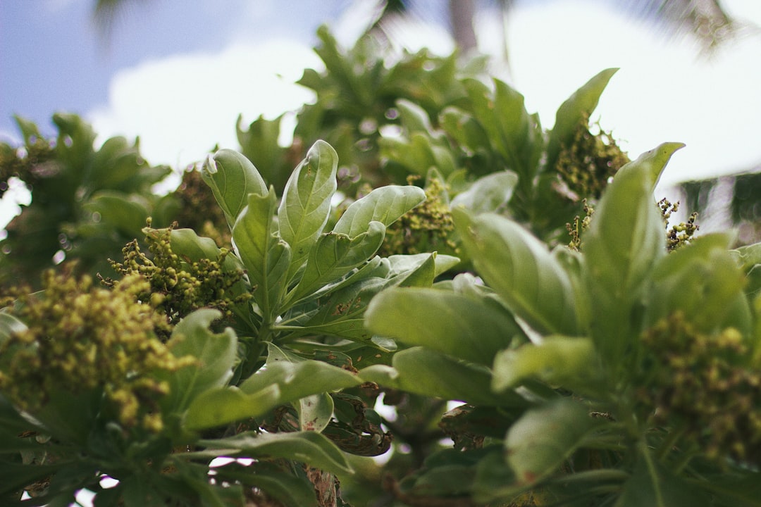 Lifou: The Coral Island of Crystal Clear Waters - Lifou | Secret World Trip Planner