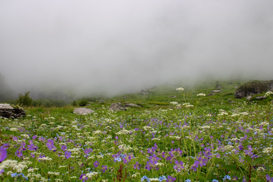 Valley of Flowers in Yumthang: High-Altitude Blooms - Yumthang | Secret World Trip Planner