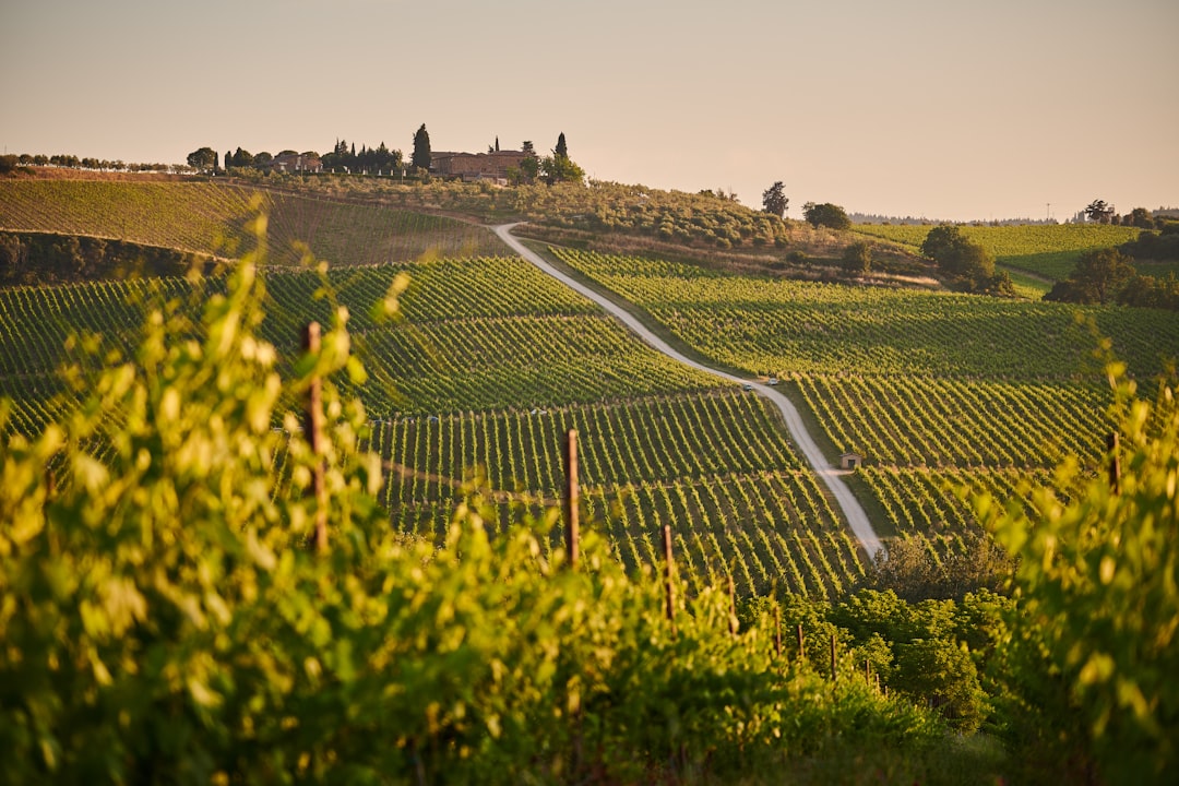 Chianti Classico em Greve: vinhos e terroir toscano - 18 | Secret World Trip Planner