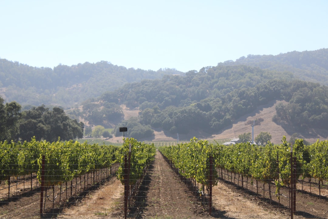 Napa Valley Wine Train: Scenic Wine Journey by Rail - Napa | Secret World Trip Planner