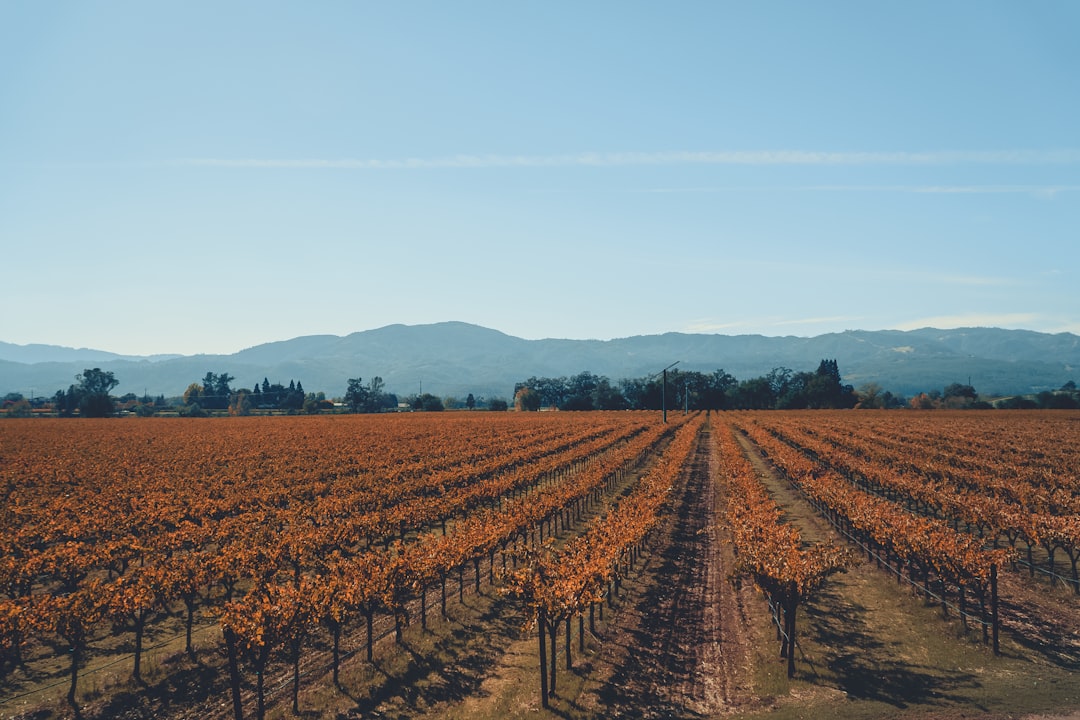 Tren del Vino en Napa Valley: paisajes y sabor - Napa | Secret World Trip Planner