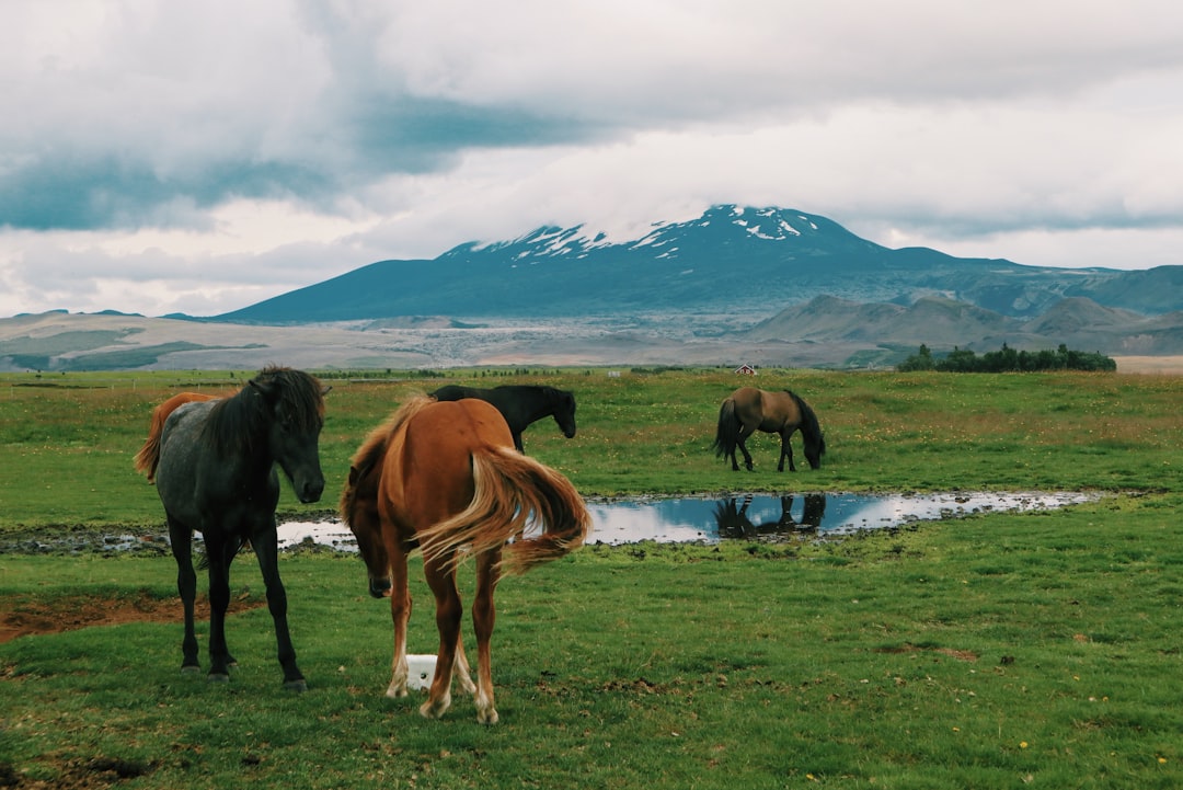 Хекла: экскурсия по самому страшному вулкану Исландии - Hekla | Secret World Trip Planner
