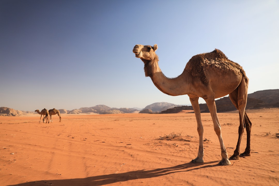 Wadi Rum: atardeceres rojos en el desierto de piedra - Wadi Rum Village | Secret World Trip Planner