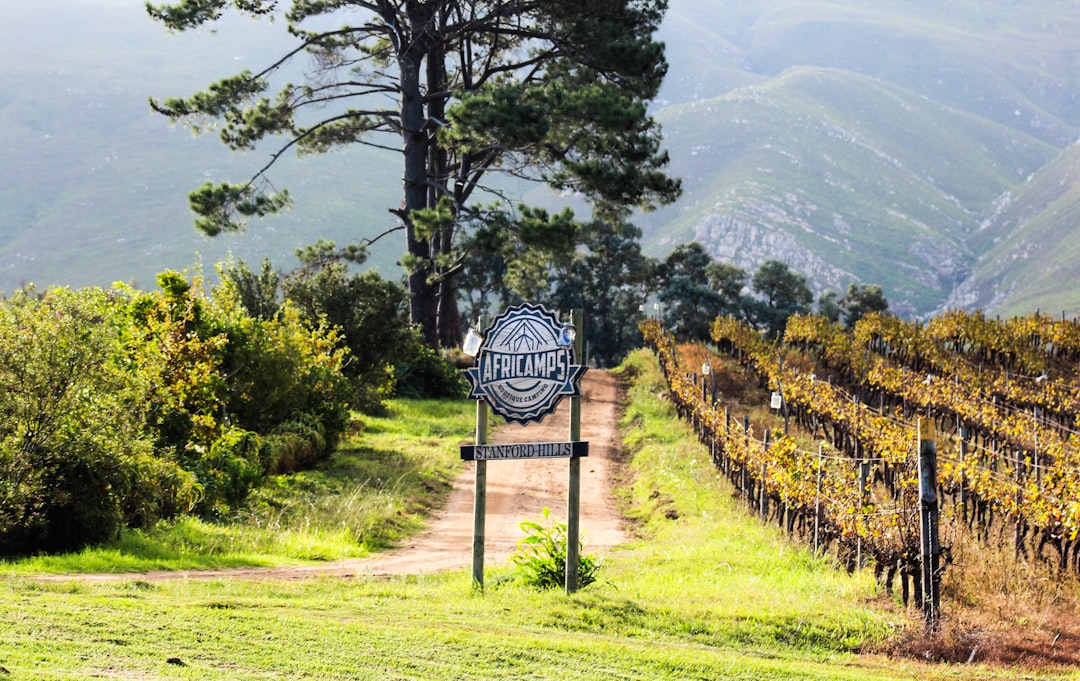 Colares: i vini atlantici sulle sabbie del Portogallo - Alameda Cel. Linhares de Lima 32 | Secret World Trip Planner