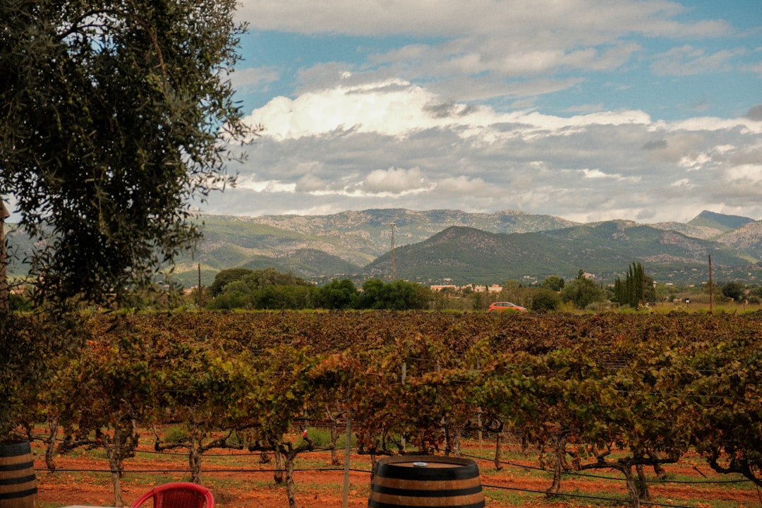 Colares : les vins atlantiques du Portugal - Alameda Cel. Linhares de Lima 32 | Secret World Trip Planner