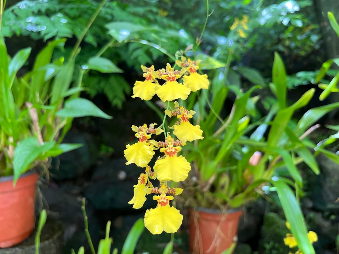 Garden of the Sleeping Giant: orchidee tra le Figi - Wailoko Road | Secret World Trip Planner