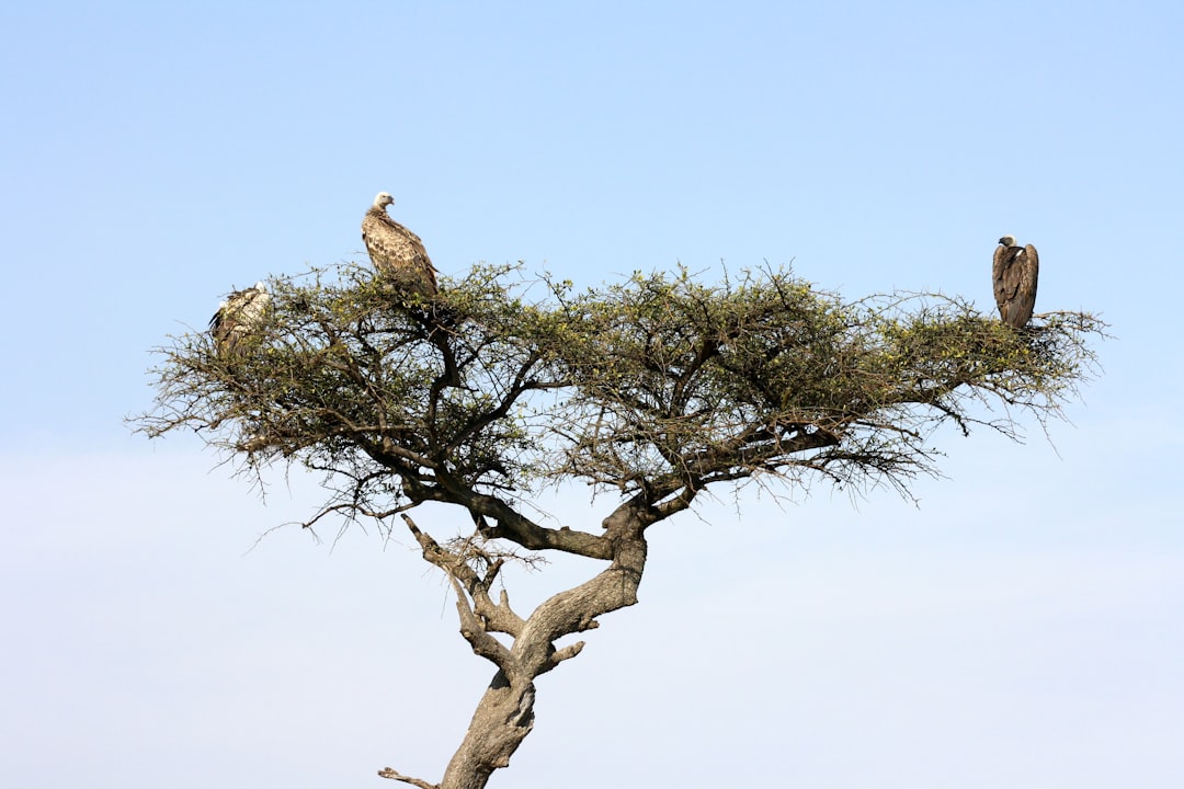 Masai Mara: grandi felini e savana keniana - Narok | Secret World Trip Planner