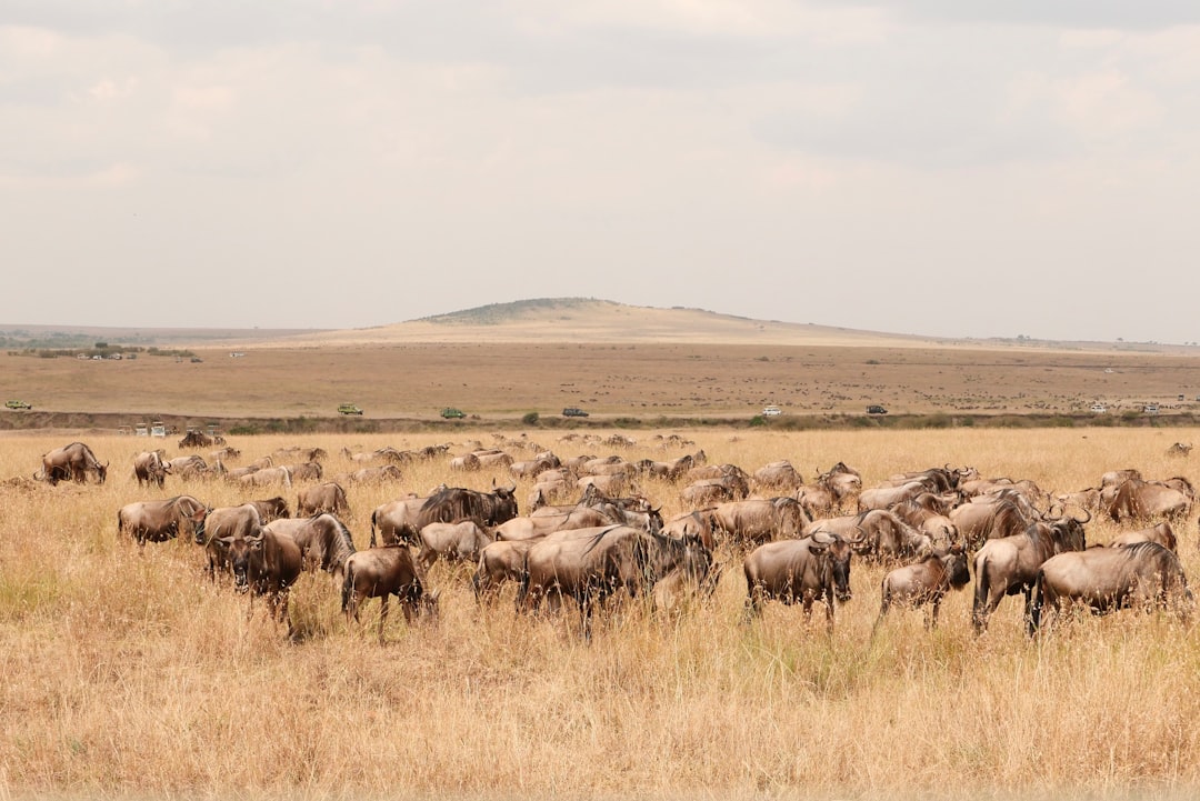 Masai Mara: Big Cats and the Kenyan Savannah - Narok | Secret World Trip Planner