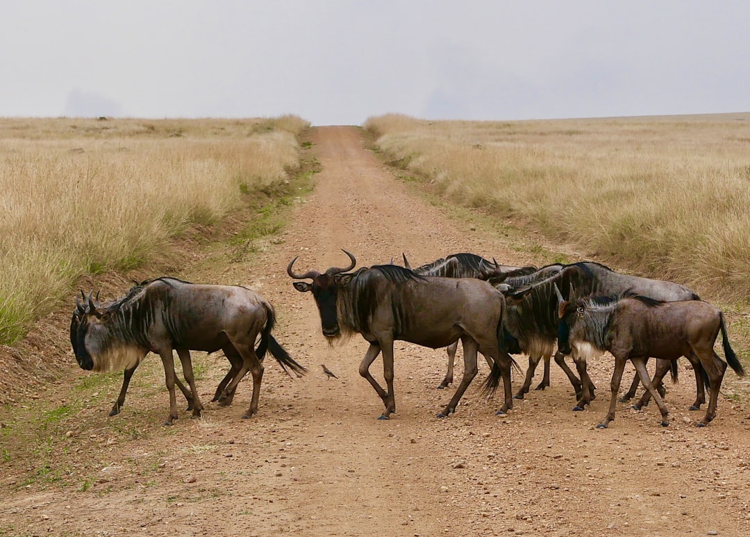 Masai Mara: grandes felinos e a savana do Quênia - Narok | Secret World Trip Planner