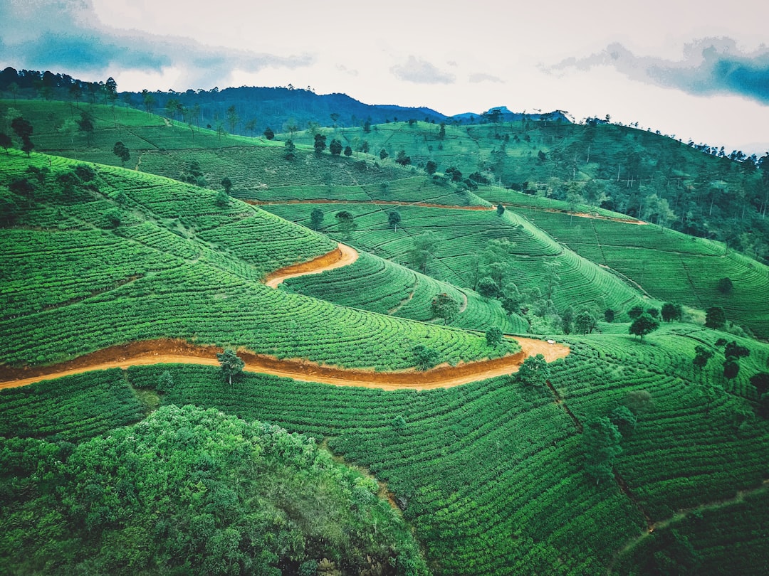 피두루탈라갈라: 스리랑카에서 가장 높은 봉우리 - Nuwara Eliya | Secret World Trip Planner