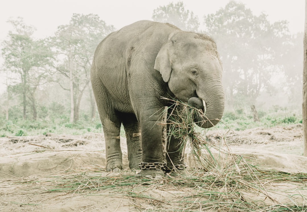 Chitwan: Rhinos and Crocs on the Rapti River - HFFV+Q6W | Secret World Trip Planner