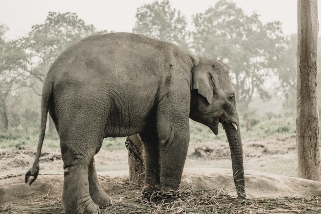 Chitwan: Rhinos and Crocs on the Rapti River - HFFV+Q6W | Secret World Trip Planner