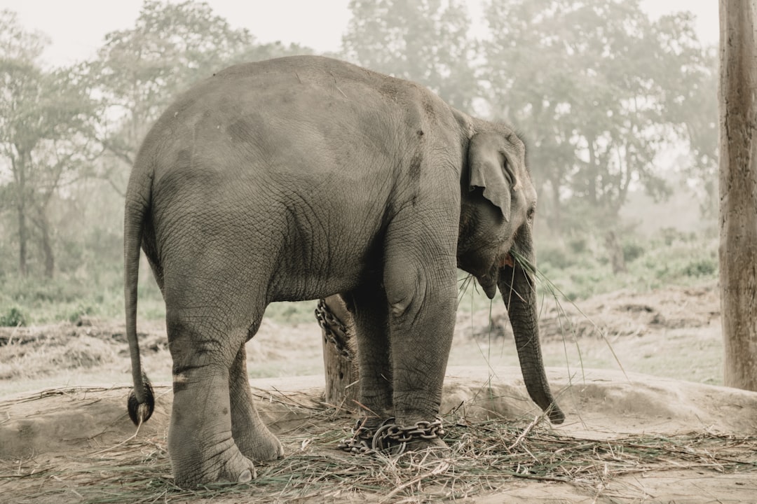 Chitwan: Rhinos and Crocs on the Rapti River - HFFV+Q6W | Secret World Trip Planner