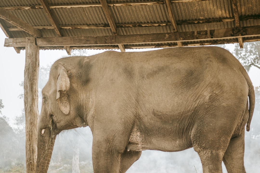 Chitwan: Rhinos and Crocs on the Rapti River - HFFV+Q6W | Secret World Trip Planner