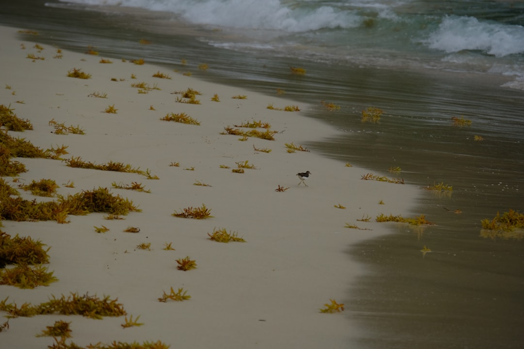 Playa Rincón : la plage sauvage de Las Galeras - Playa Rincon | Secret World Trip Planner