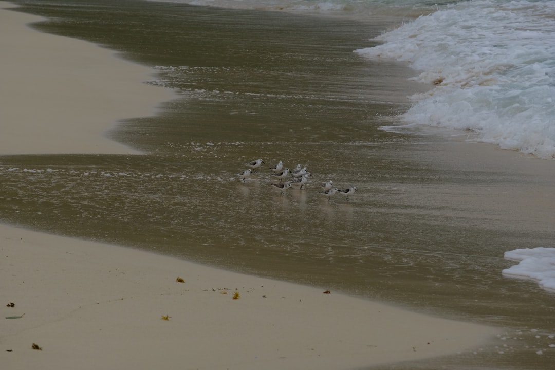 普拉亚林孔:拉斯加莱拉斯的野性海滩 - Playa Rincon | Secret World Trip Planner