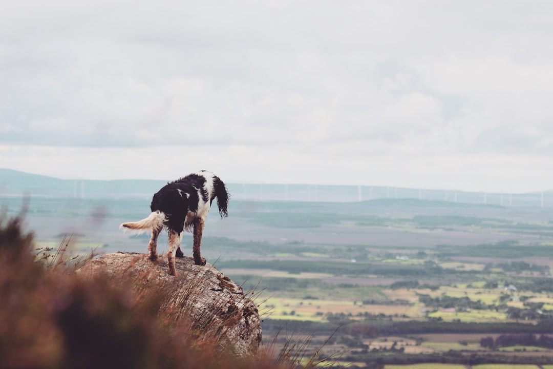 Springer Mountain: Início do Appalachian Trail - Springer Mountain | Secret World Trip Planner