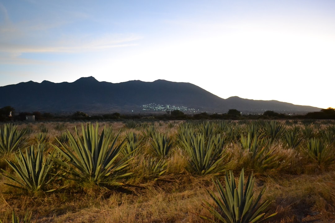 Visite de Mezcal à Oaxaca : distilleries artisanales d'agave - 68100 Oaxaca de Juárez | Secret World Trip Planner