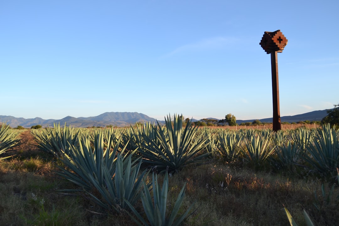 Tour de Mezcal em Oaxaca: destilarias artesanais - 68100 Oaxaca de Juárez | Secret World Trip Planner
