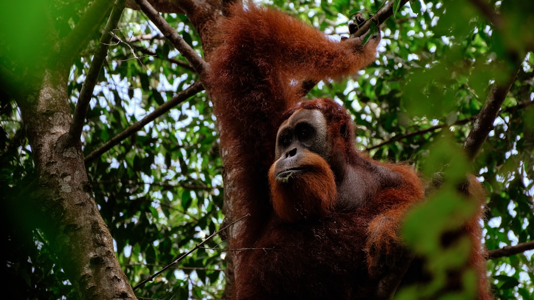 Bukit Lawang : randonnée avec les orangs-outans à Sumatra - Kabupaten Langkat | Secret World Trip Planner