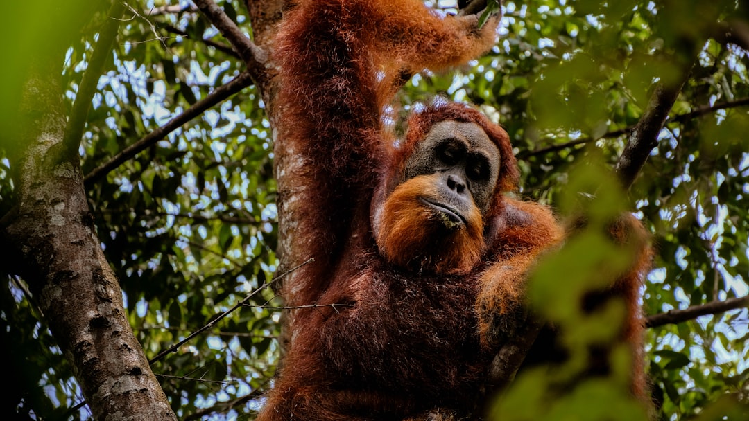 布基特劳旺：苏门答腊的猩猩徒步旅行 — Kabupaten Langkat