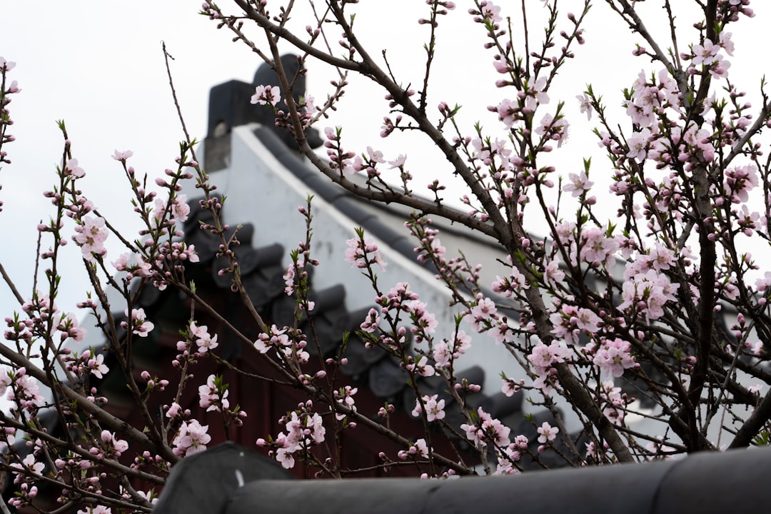 景福宫：首尔的宁静宫殿 - Jongno District | Secret World Trip Planner