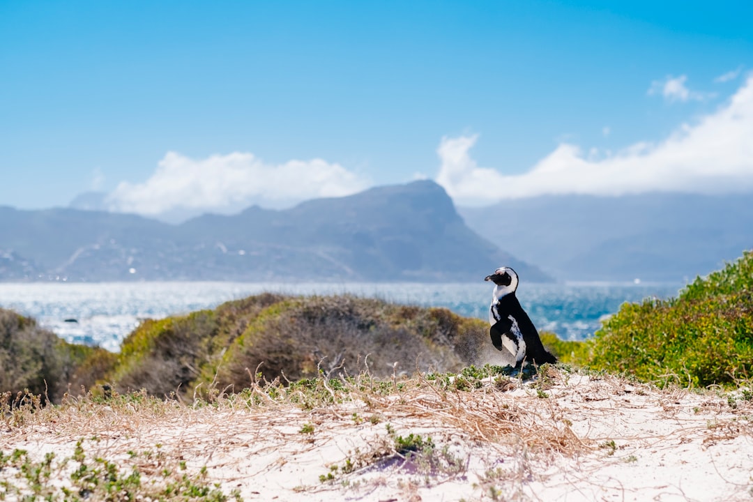 Boulders Beach: los pingüinos africanos de Ciudad del Cabo - Cape Town | Secret World Trip Planner