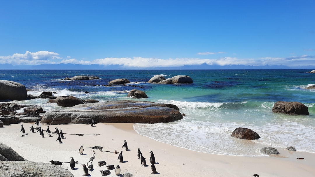 Boulders Beach: los pingüinos africanos de Ciudad del Cabo - Cape Town | Secret World Trip Planner