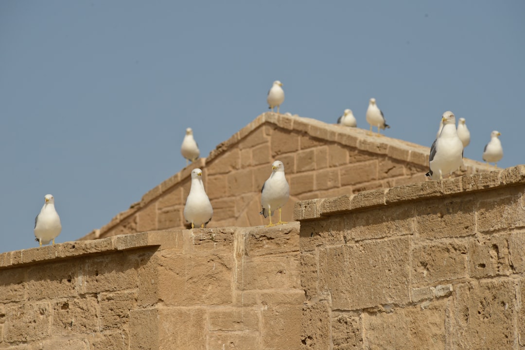 Essaouira Markets: Wood, Wind, and Blue Spices - Medina of Essaouira | Secret World Trip Planner