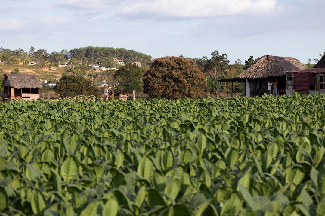 Tabac et mogotes : la ferme de Benito à Viñales - J77M+7RC | Secret World Trip Planner