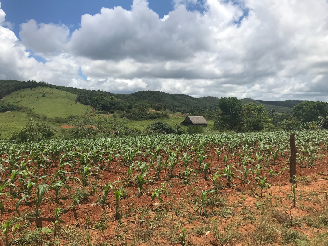 Tabaco e mogotes: a fazenda de Benito em Viñales - J77M+7RC | Secret World Trip Planner