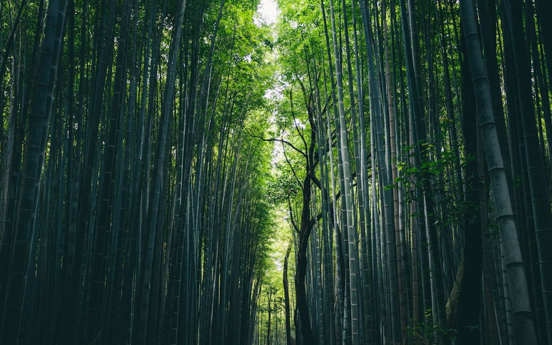 Arashiyama Bamboo Grove: Light and Sounds Experience - Kyoto | Secret World Trip Planner