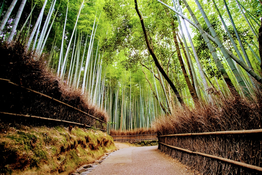 Arashiyama Bambuswald: Licht und Klänge erleben - Kyoto | Secret World Trip Planner