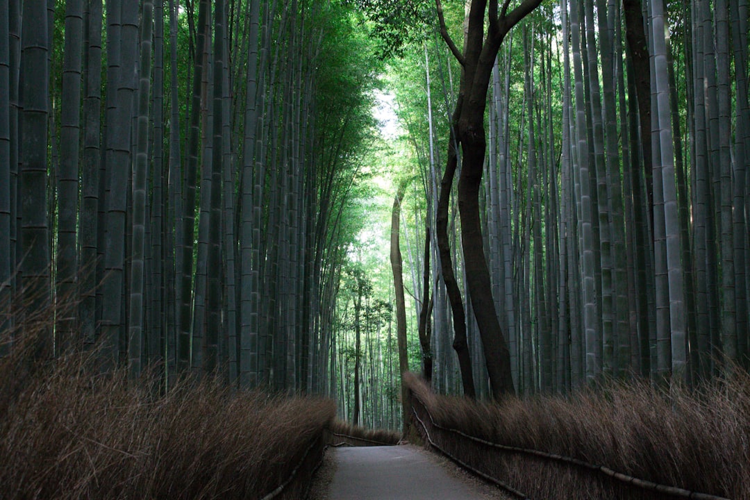 Бамбуковый лес Арашияма: свет и звуки - Kyoto | Secret World Trip Planner