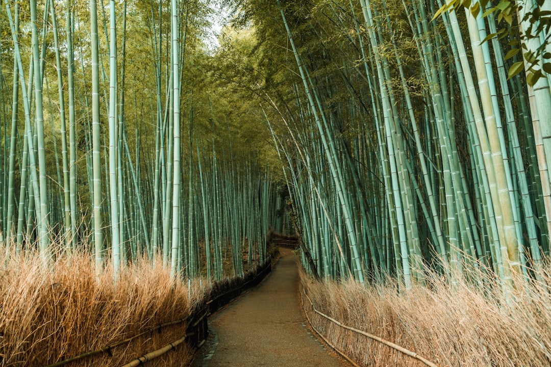 岚山竹林:光与声音的奇妙体验 - Kyoto | Secret World Trip Planner