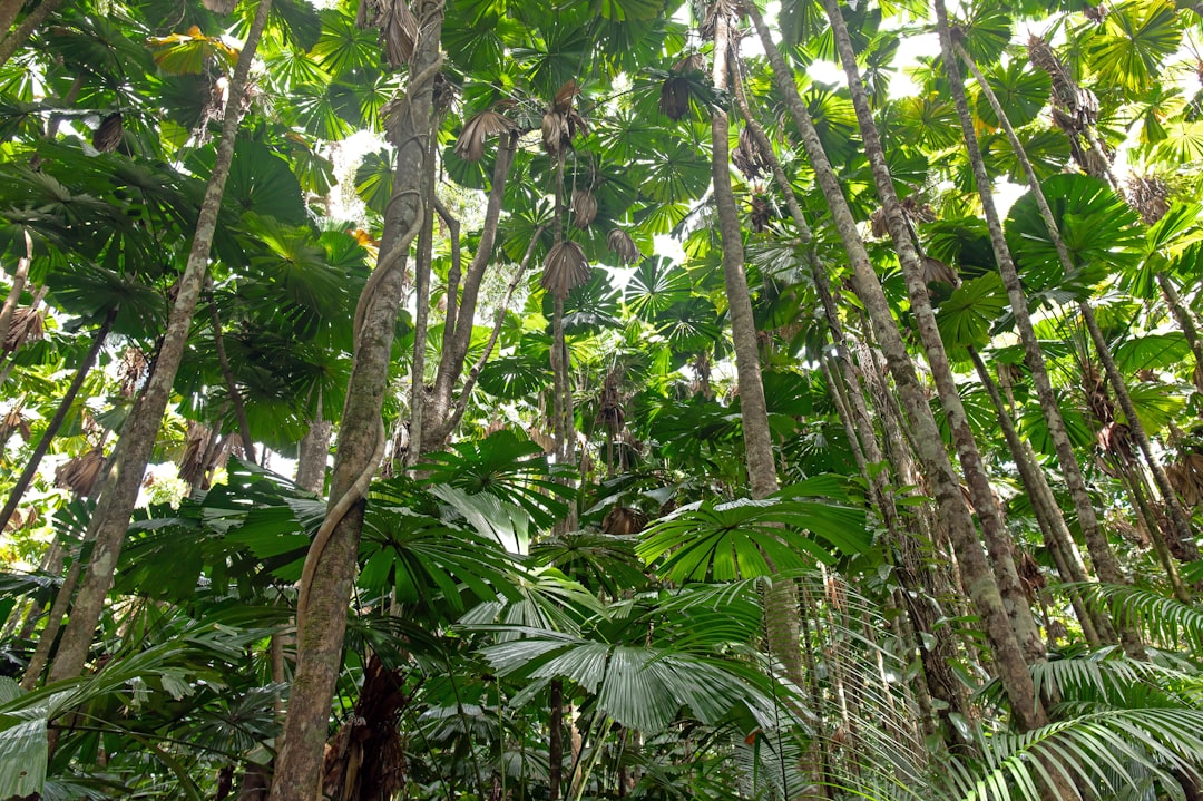 Daintree : paysages entre forêt et barrière corallienne - 2333 Cape Tribulation Rd | Secret World Trip Planner