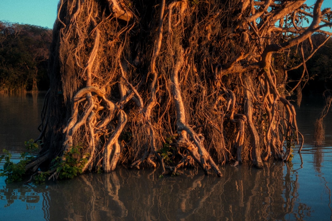 Ratargul : la forêt inondée du Bangladesh - 2W79+MFG | Secret World Trip Planner