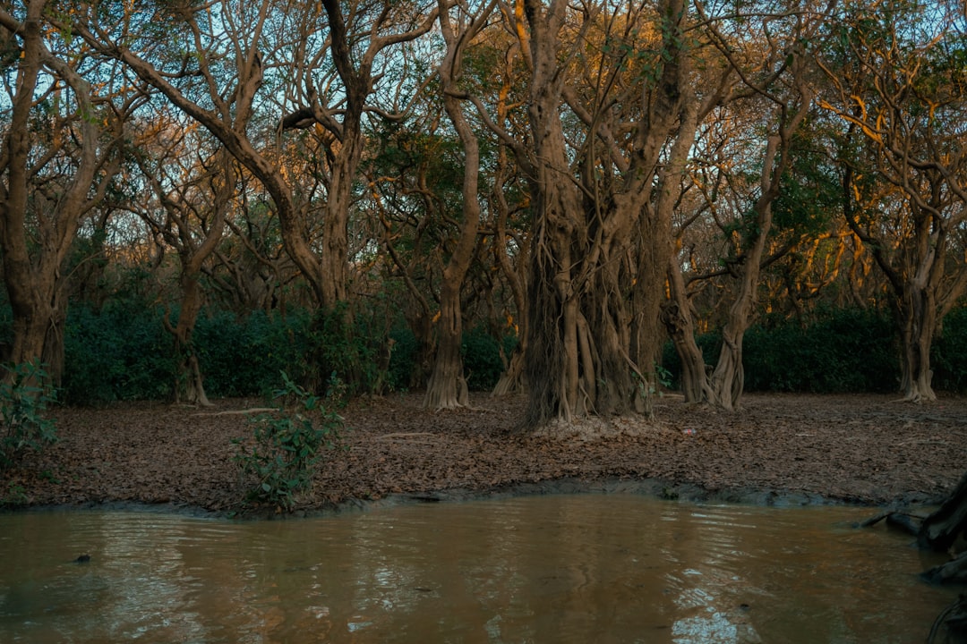 Ratargul : la forêt inondée du Bangladesh - 2W79+MFG | Secret World Trip Planner