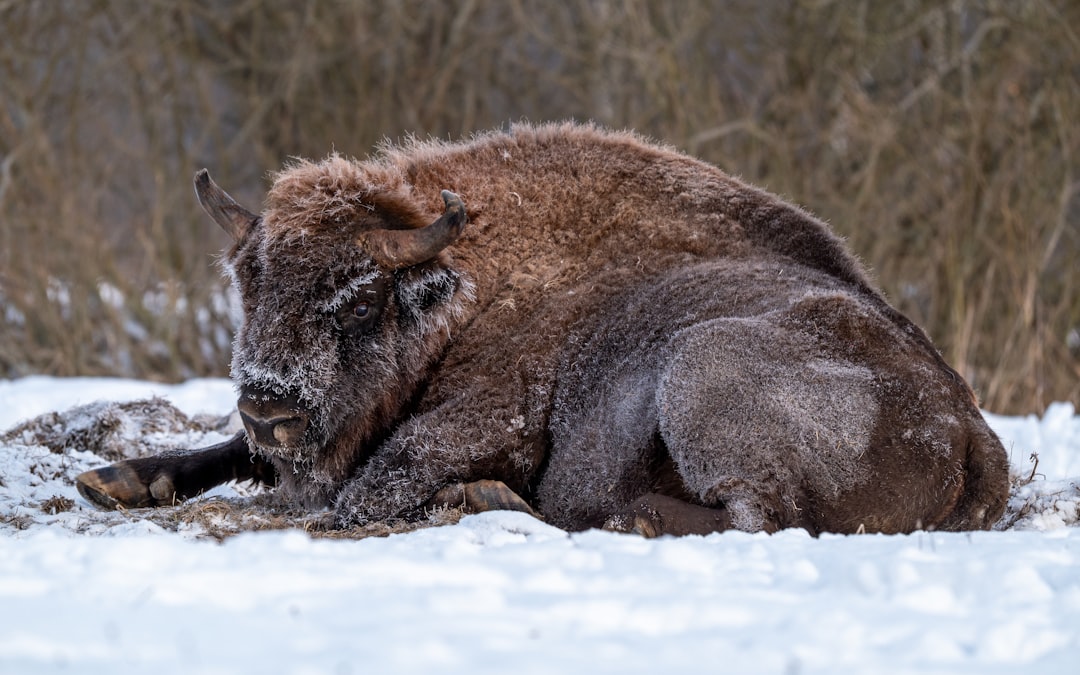 Białowieża: a última floresta primitiva da Europa - Białowieża | Secret World Trip Planner