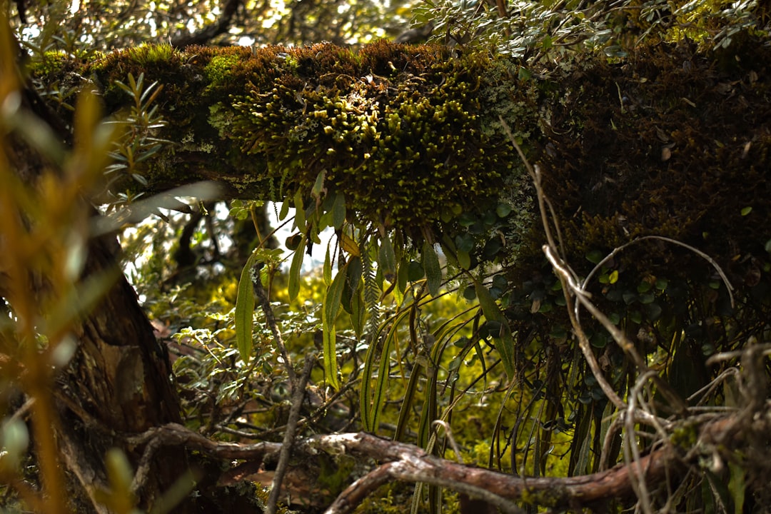 Descubre Árbol: un rincón de naturaleza en Ecuador - Tabacundo | Secret World Trip Planner