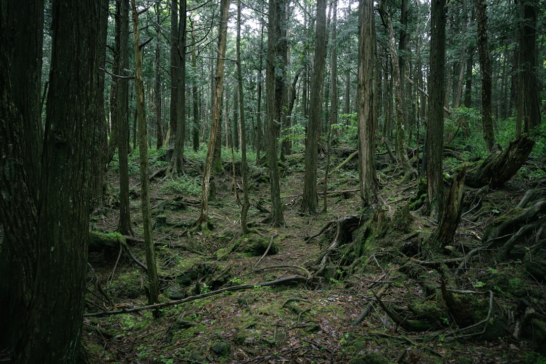 Aokigahara: senderos en el mar de árboles del Fuji - Minamitsuru District | Secret World Trip Planner
