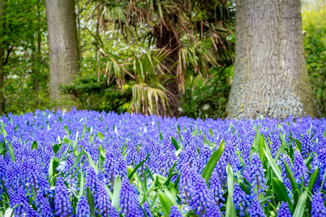 Keukenhof: sette milioni di fiori a Lisse in primavera - Spekkelaan 18 | Secret World Trip Planner